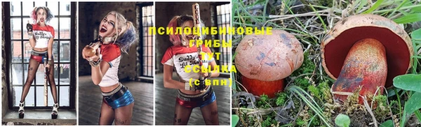 шишки Арсеньев